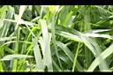 百喜草-葉08.JPG