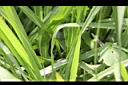 百喜草-葉09.JPG
