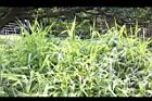 百喜草04.JPG