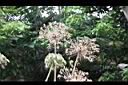百子蓮-實00.jpg