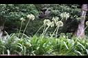 百子蓮-實05.jpg