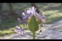 百子蓮-花-苞片.jpg