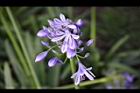百子蓮-花10.jpg