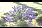 百子蓮-花15.jpg