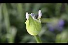 百子蓮-花苞0.jpg