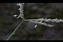 百慕達草-雄花1.jpg