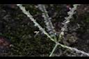 百慕達草-雌雄花.jpg
