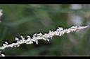 百慕達草-雌雄花0.jpg
