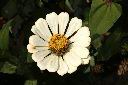 百日草-花-白00.JPG