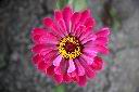 百日草-花-粉紅44.jpg