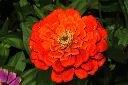 百日草-花-紅02.JPG