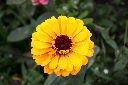 百日草-花-黃03.jpg