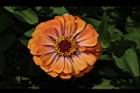 百日草-花-橙黃0.JPG