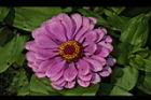 百日草-花-粉紅10.JPG