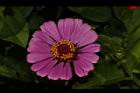 百日草-花-粉紅12.JPG