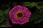 百日草-花-粉紅13.JPG