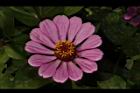 百日草-花-粉紅14.JPG