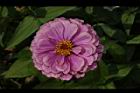百日草-花-粉紅16.JPG