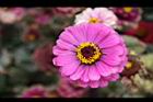 百日草-花-粉紅25.jpg