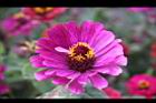 百日草-花-粉紅40.jpg