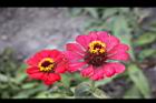 百日草-花-粉紅43.jpg