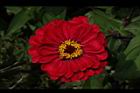 百日草-花-紅01.JPG