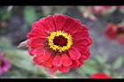 百日草-花-紅03.jpg