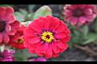 百日草-花-紅04.jpg