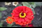 百日草-花-紅05.jpg
