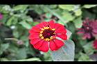 百日草-花-紅07.jpg