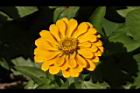 百日草-花-黃00.JPG