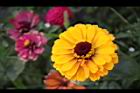 百日草-花-黃04.jpg
