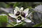 百香果-花01.jpg
