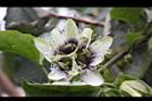 百香果-花03.jpg