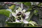 百香果-花04.jpg