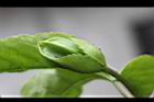 百香果-花苞0.jpg