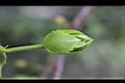 百香果-花苞1.jpg