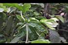 百香果-花苞2.jpg