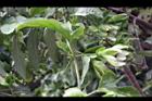 百香果-花苞3.jpg