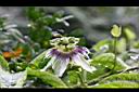 百香果-花003.jpg