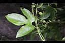 百香果-葉-鬚0.jpg