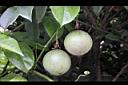 百香果-青實0.jpg