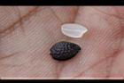 百香果-種子10.jpg
