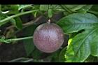 百香果-紅實06.jpg