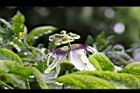 百香果-花00.jpg