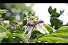百香果-花04.jpg