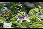百香果-花06.jpg