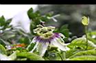 百香果-花08.jpg