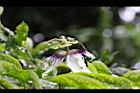 百香果-花09.jpg