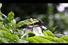 百香果-花10.jpg